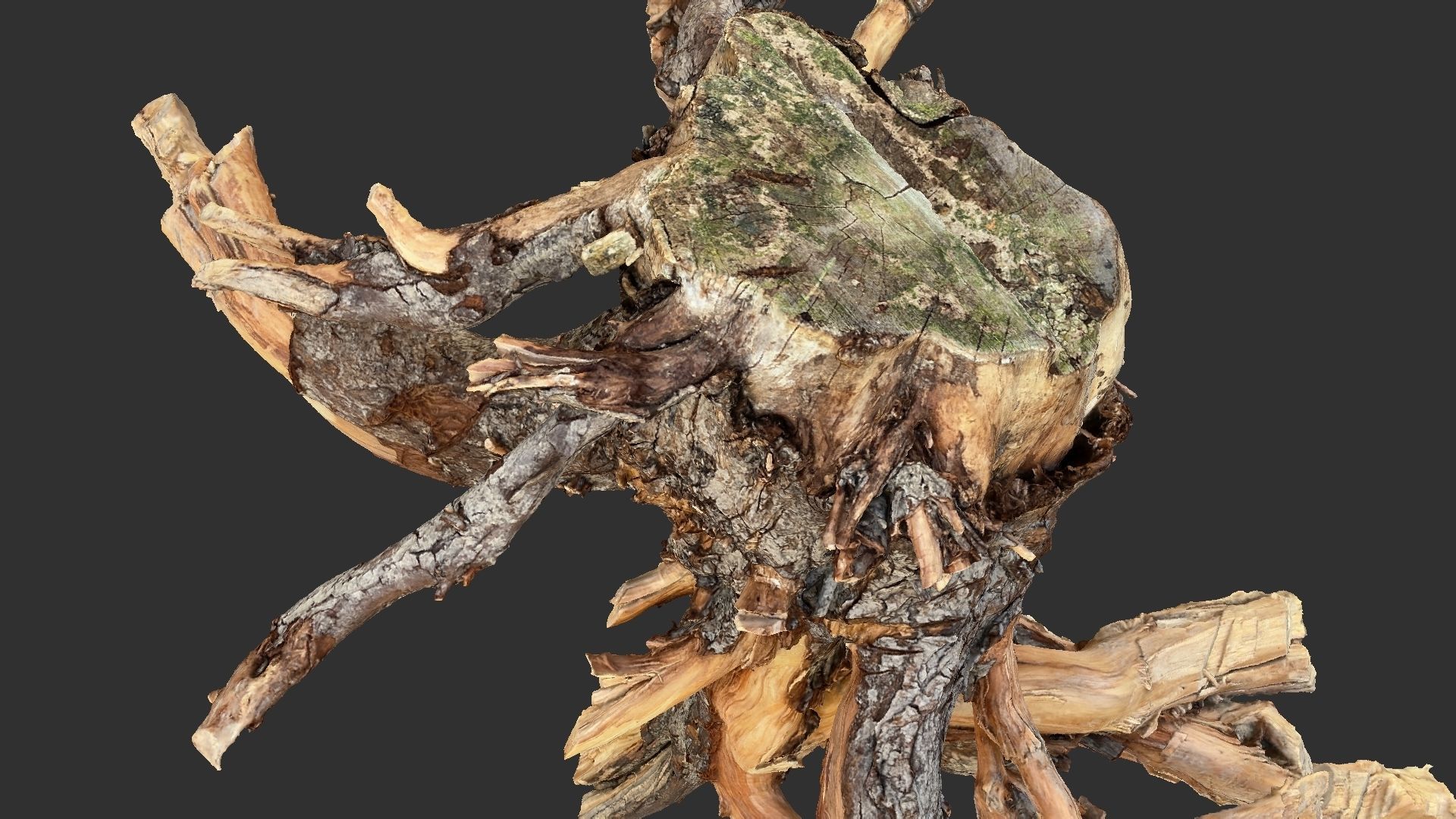 Tree Root 3D Scan 3D model_5