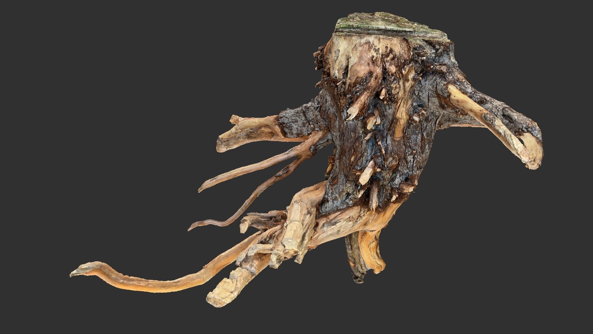 Tree Root 3D Scan 3D model_14