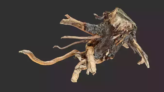 Tree Root 3D Scan