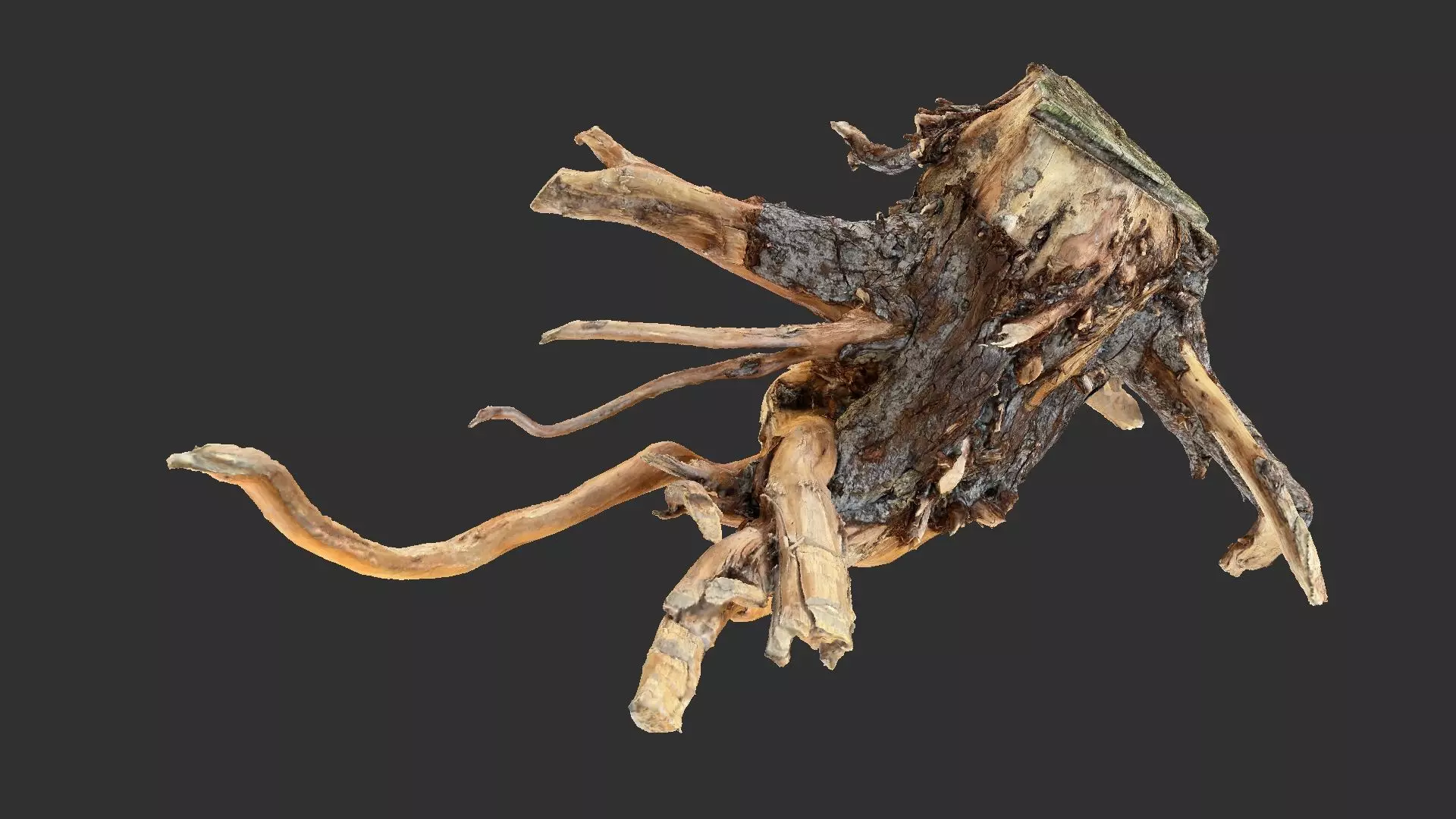 Tree Root 3D Scan 3D model_0