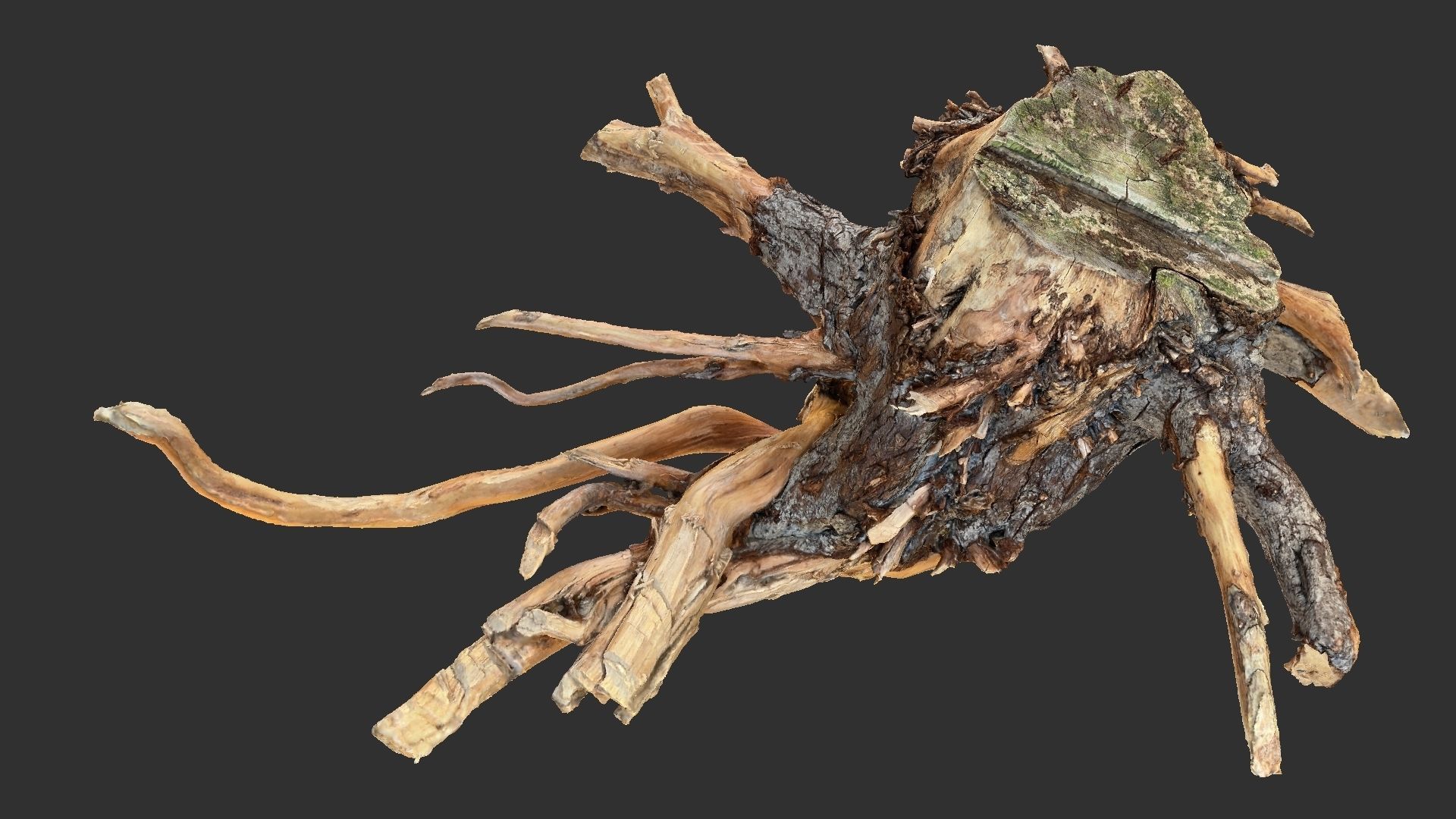 Tree Root 3D Scan 3D model_2
