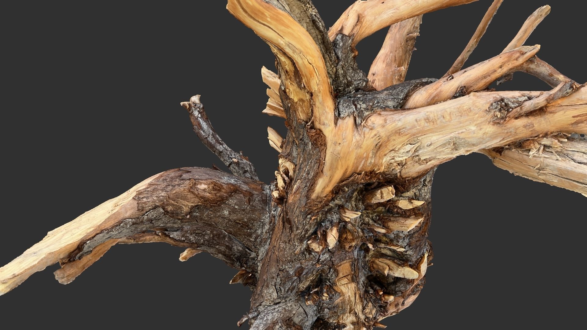 Tree Root 3D Scan 3D model_13