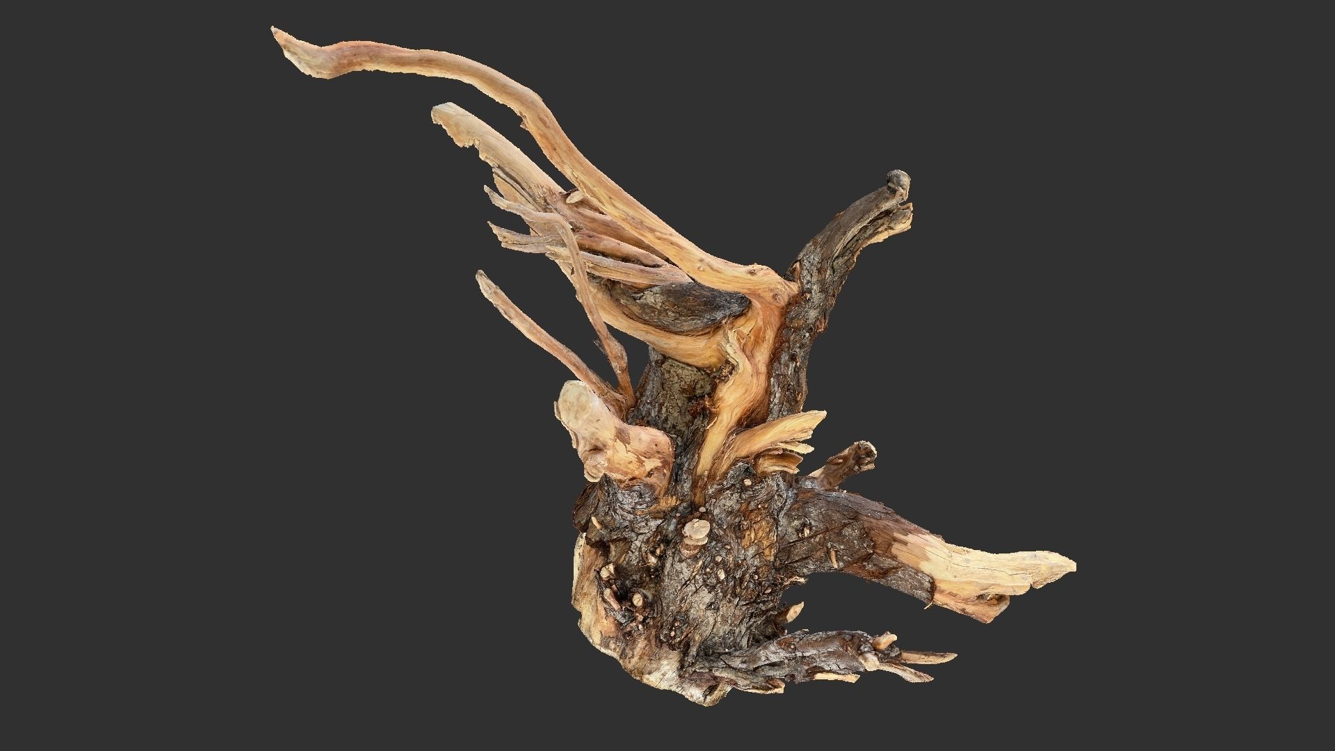 Tree Root 3D Scan 3D model_11