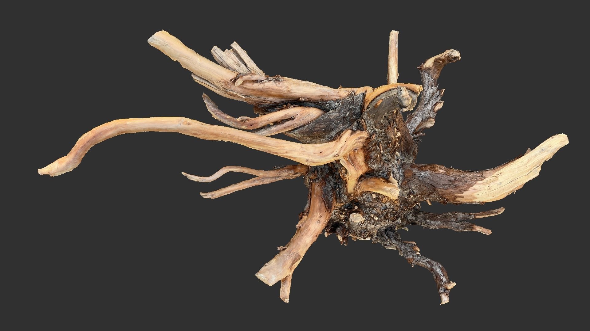 Tree Root 3D Scan 3D model_10