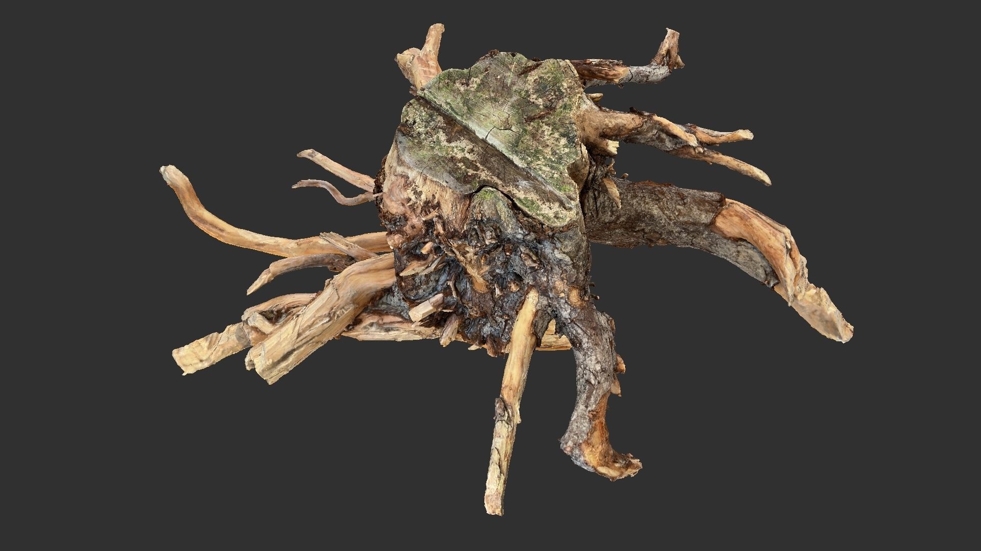 Tree Root 3D Scan 3D model_3