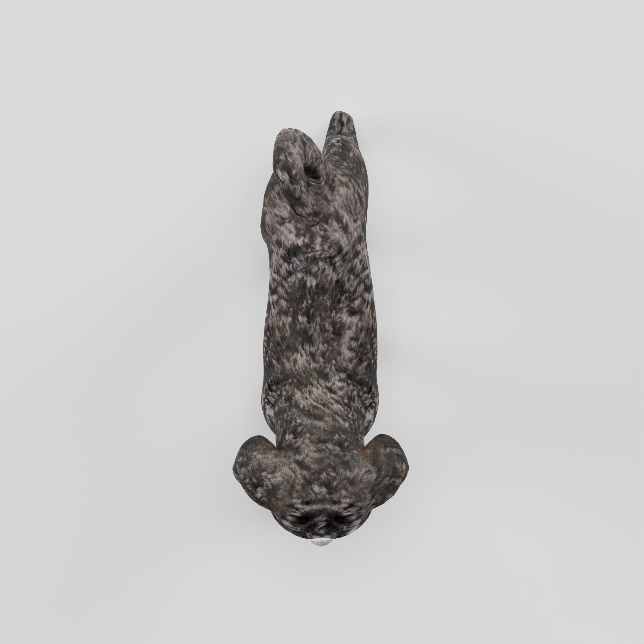 Havanese Dog Breed Marvin 3D model_29