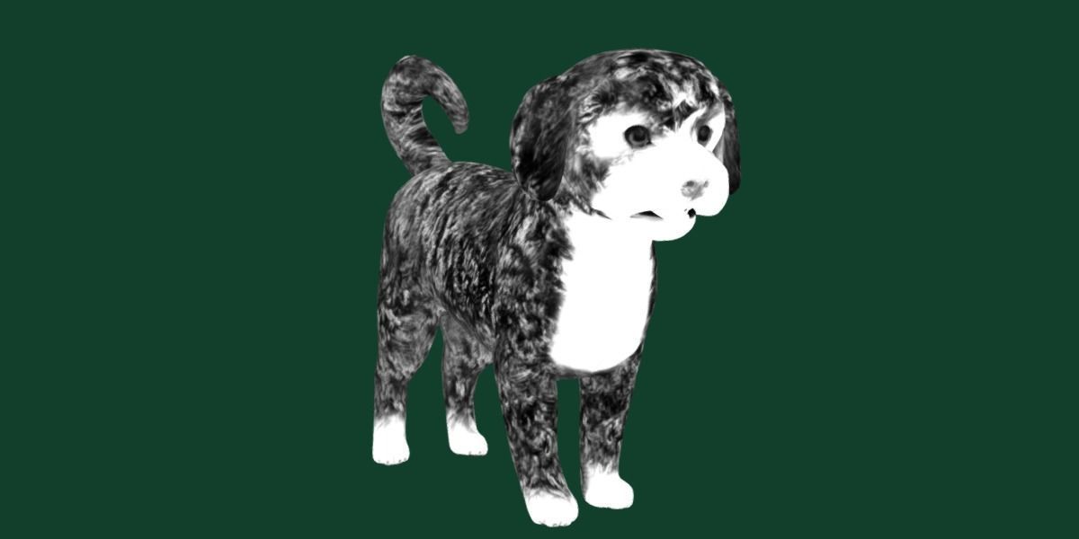 Havanese Dog Breed Marvin 3D model_22