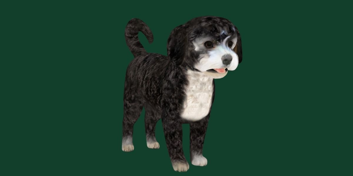 Havanese Dog Breed Marvin 3D model_20