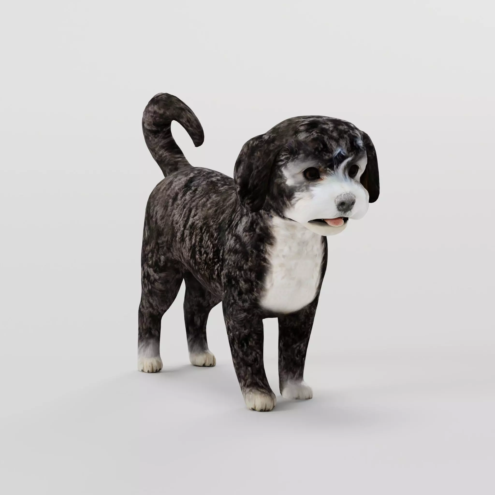 Havanese Dog Breed Marvin 3D model_0
