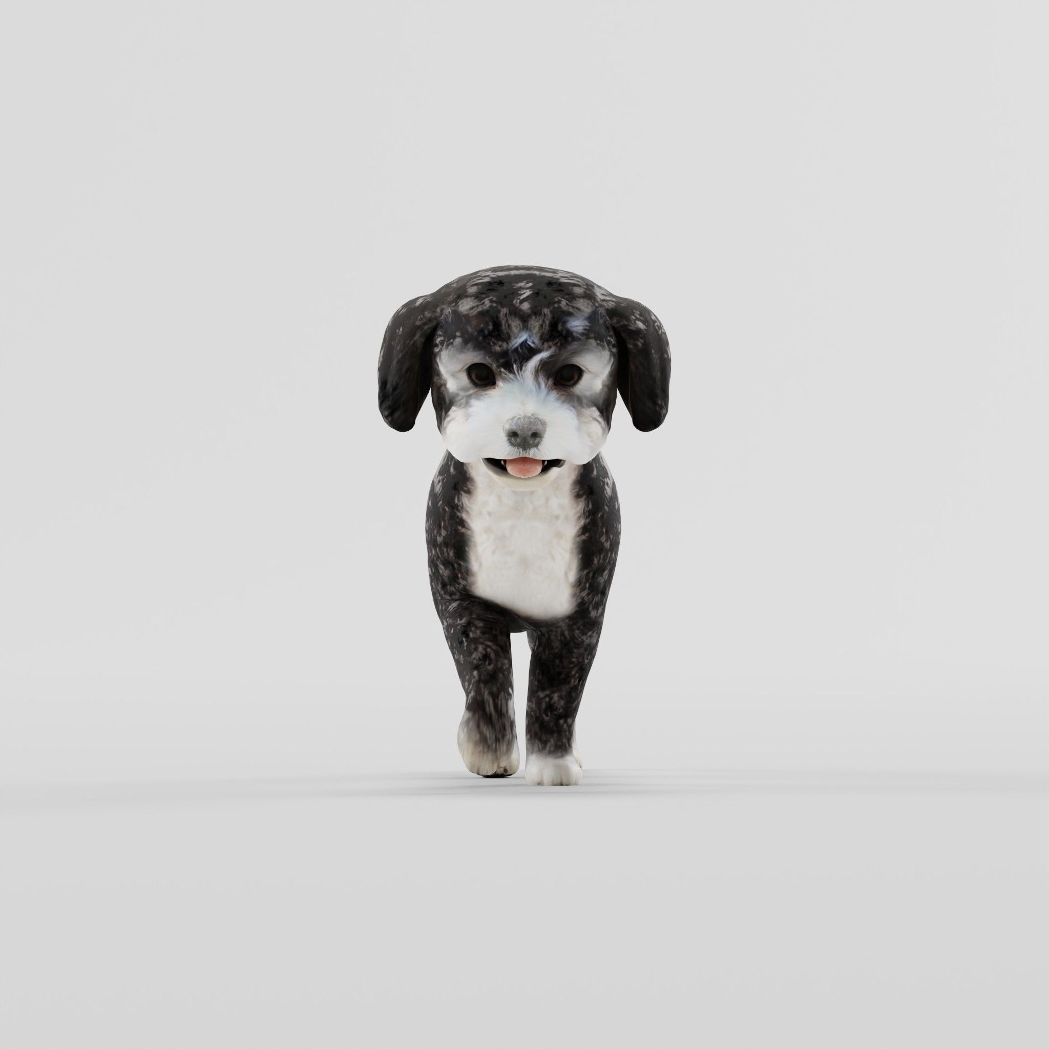 Havanese Dog Breed Marvin 3D model_27