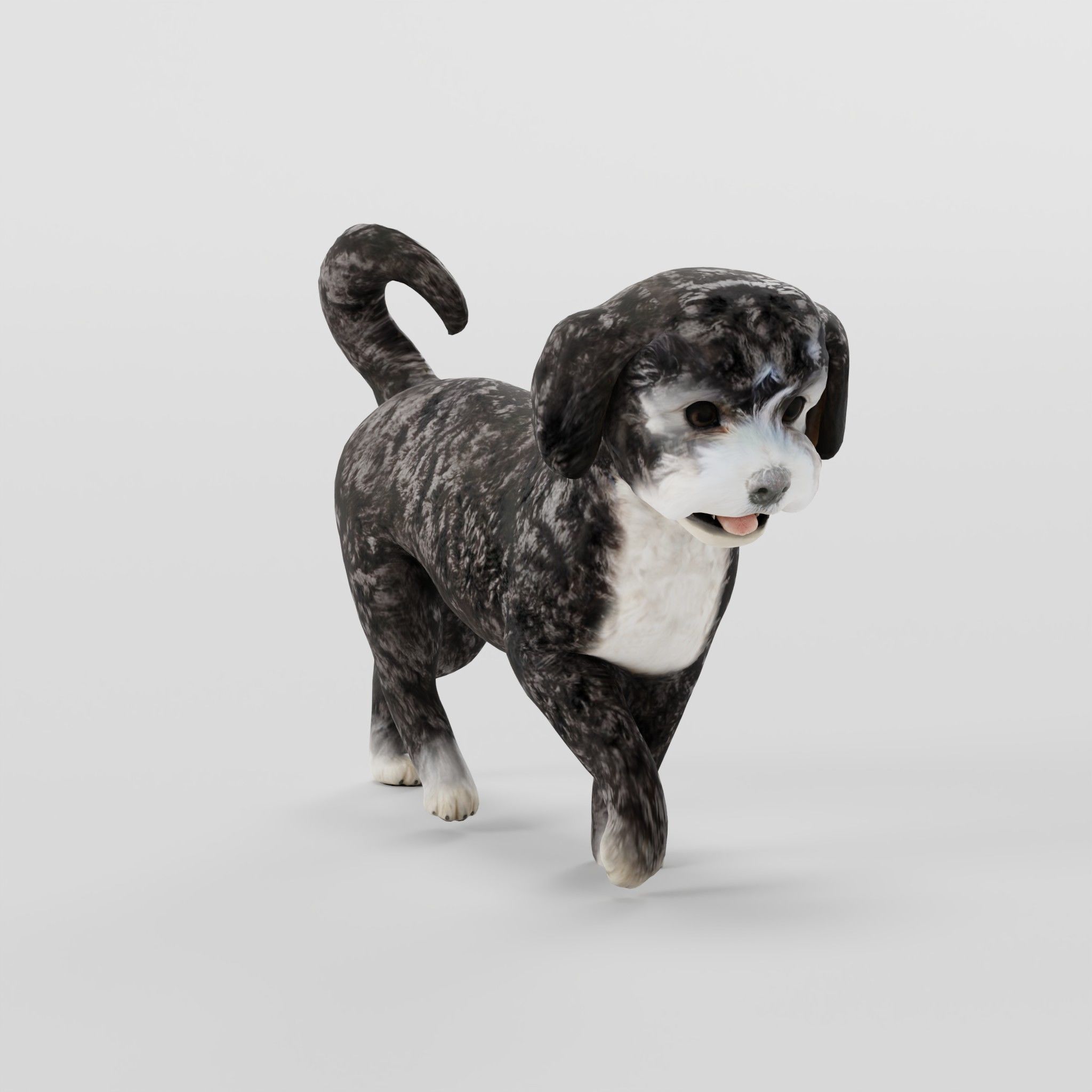 Havanese Dog Breed Marvin 3D model_26