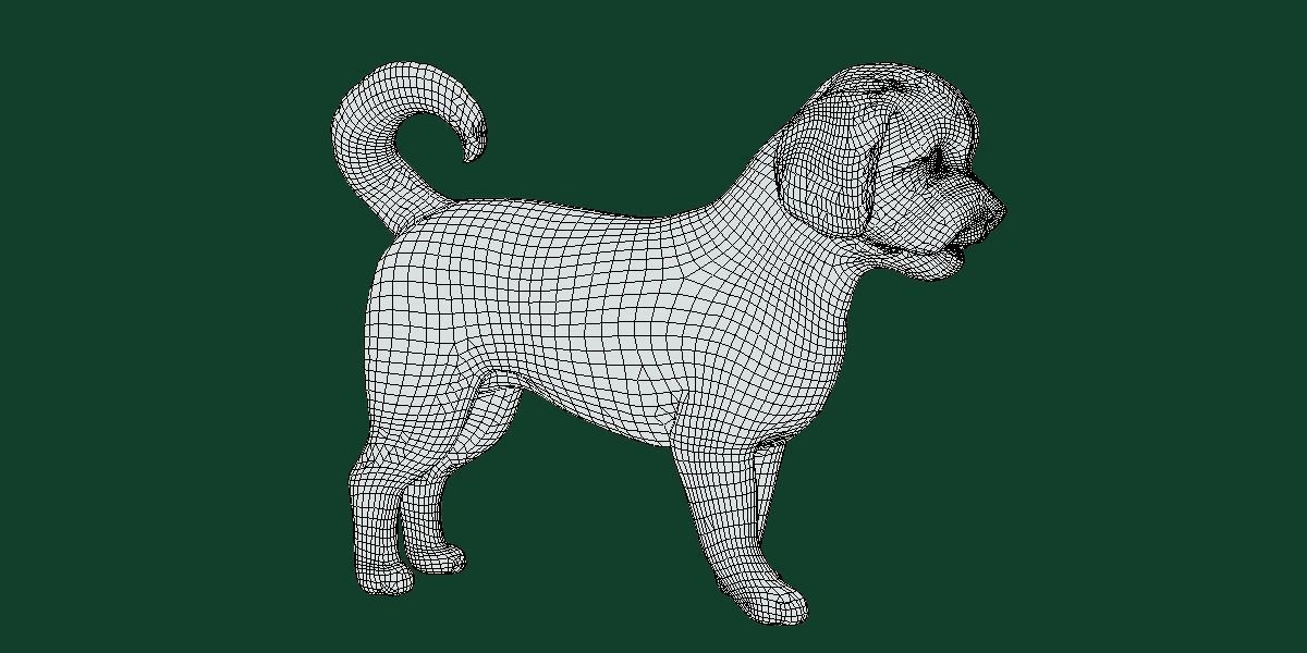 Havanese Dog Breed Marvin 3D model_6