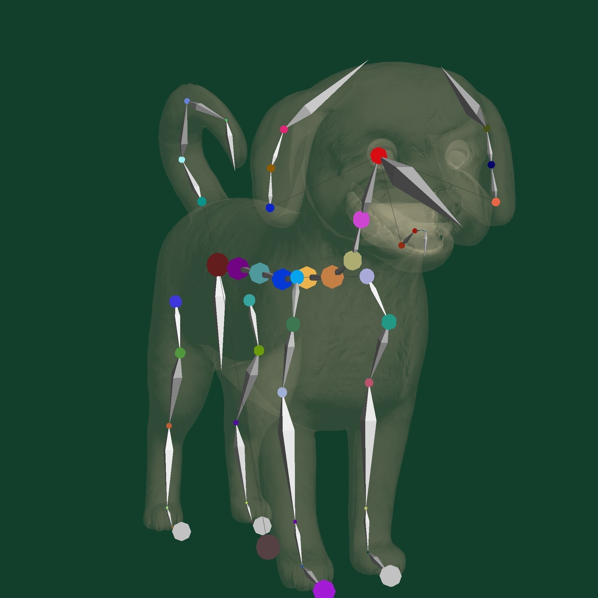 Havanese Dog Breed Marvin 3D model_16