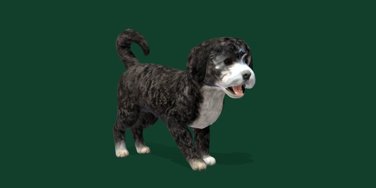 Havanese Dog Breed Marvin 3D model_24