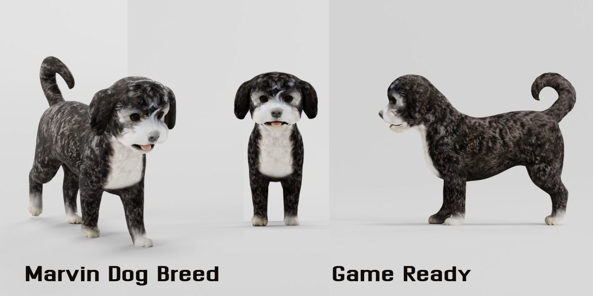 Havanese Dog Breed Marvin 3D model_2