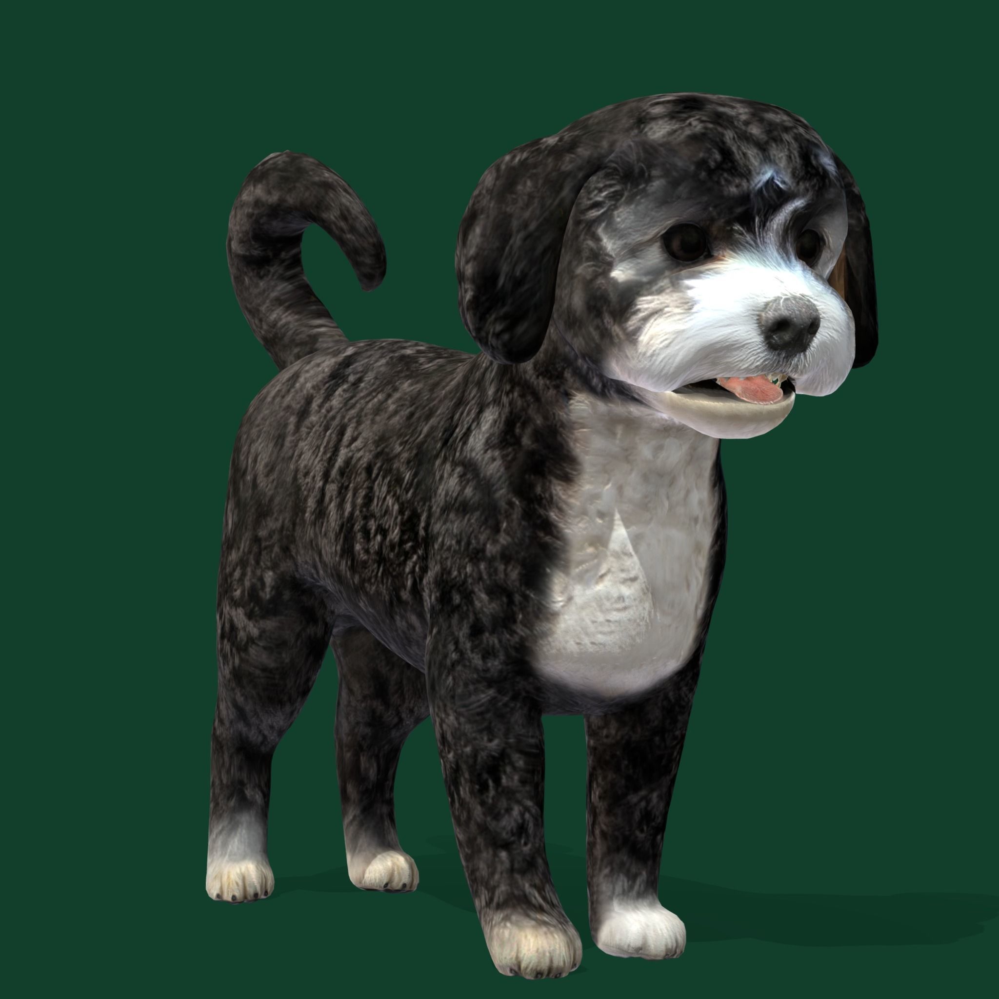 Havanese Dog Breed Marvin 3D model_12