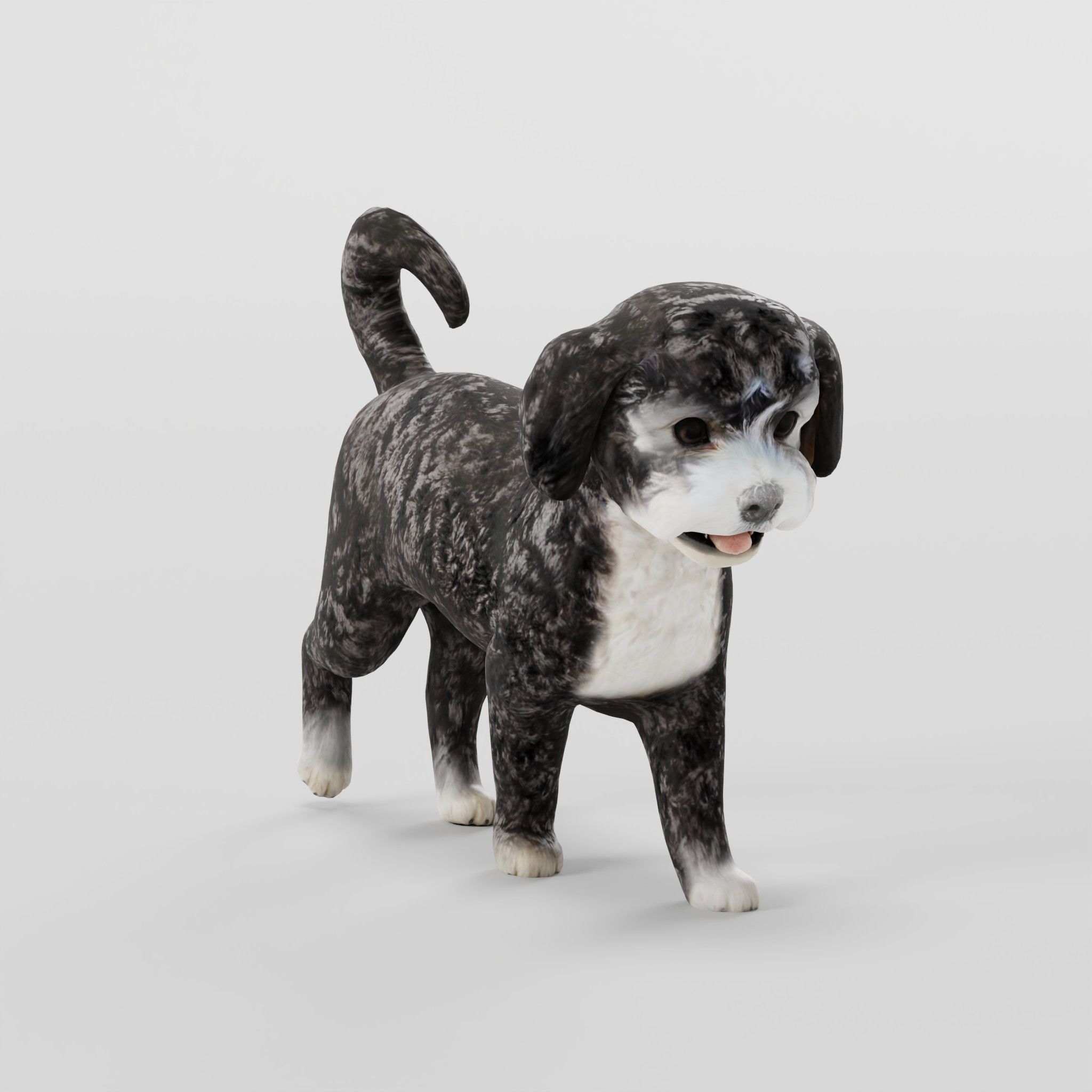 Havanese Dog Breed Marvin 3D model_25
