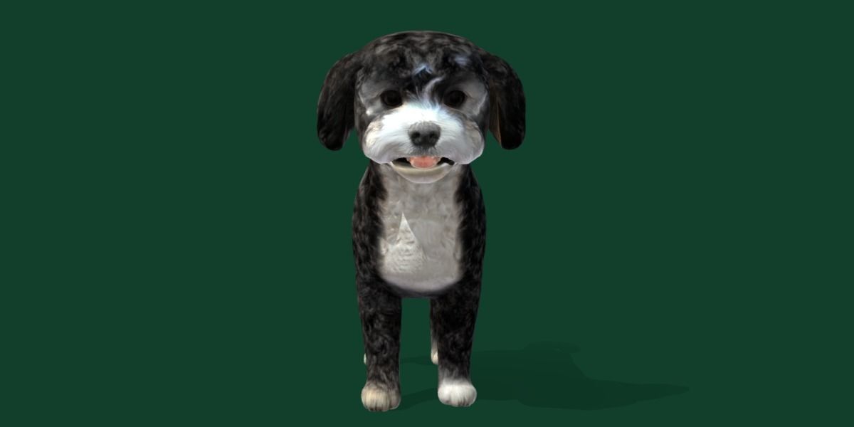 Havanese Dog Breed Marvin 3D model_3