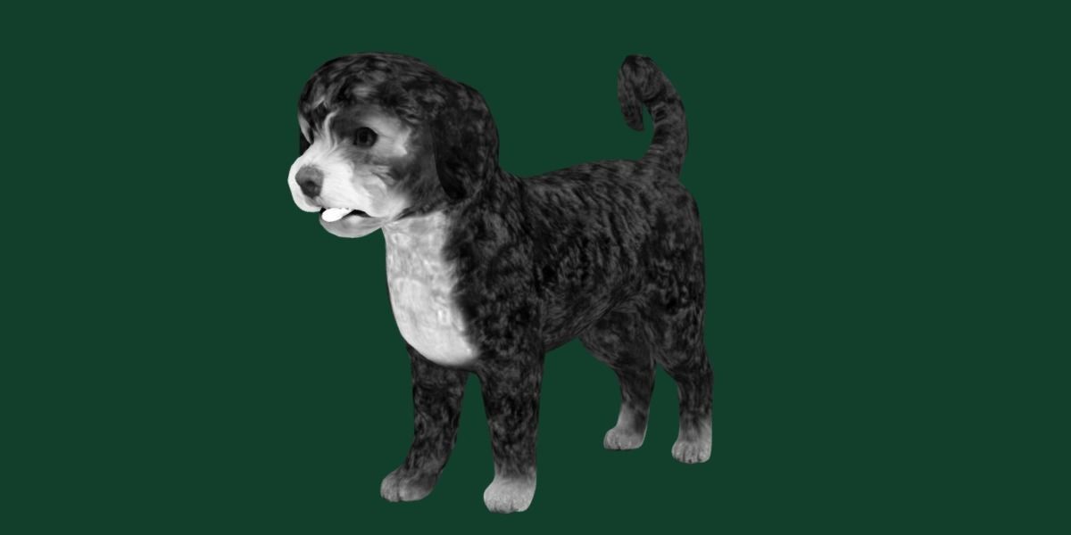 Havanese Dog Breed Marvin 3D model_23