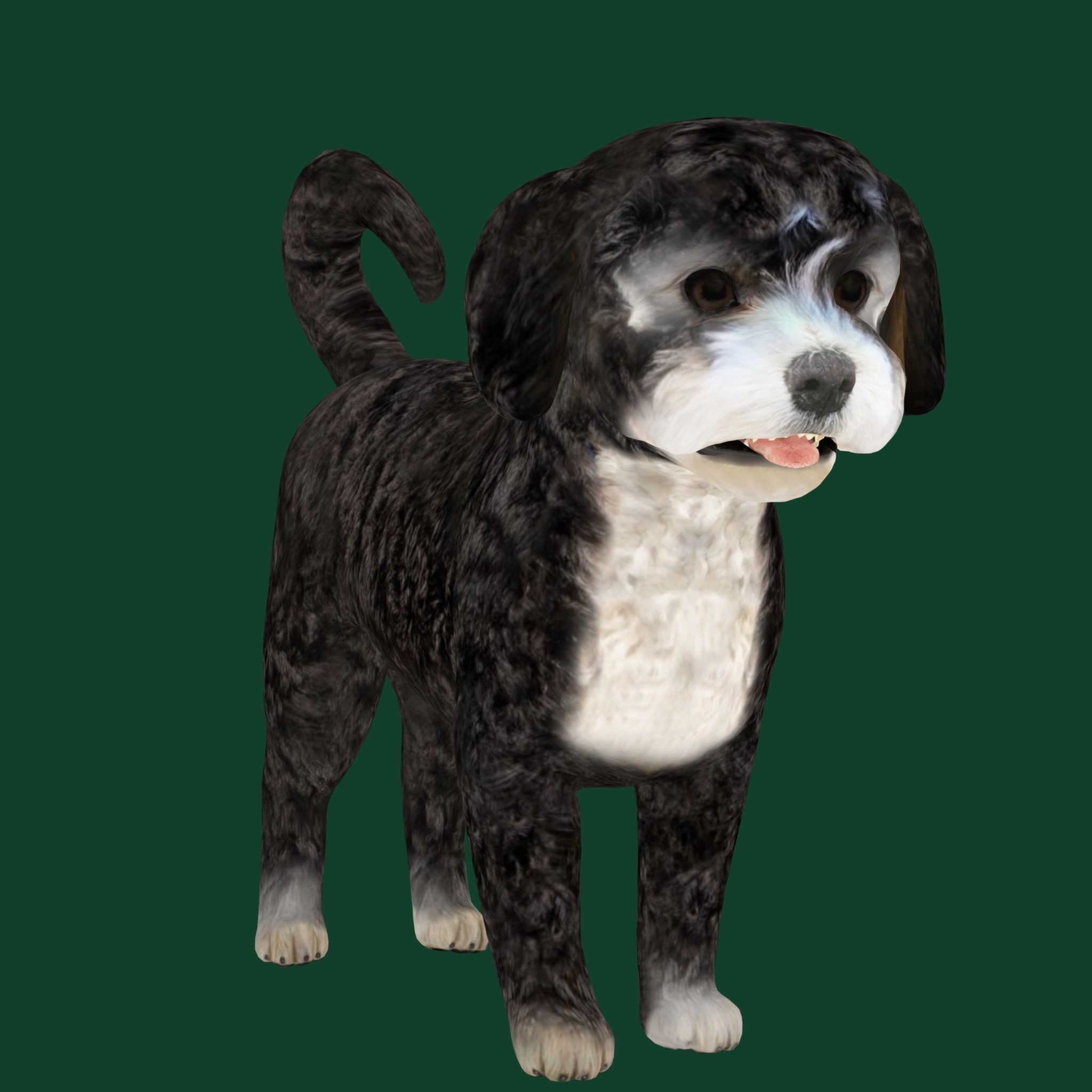 Havanese Dog Breed Marvin 3D model_11