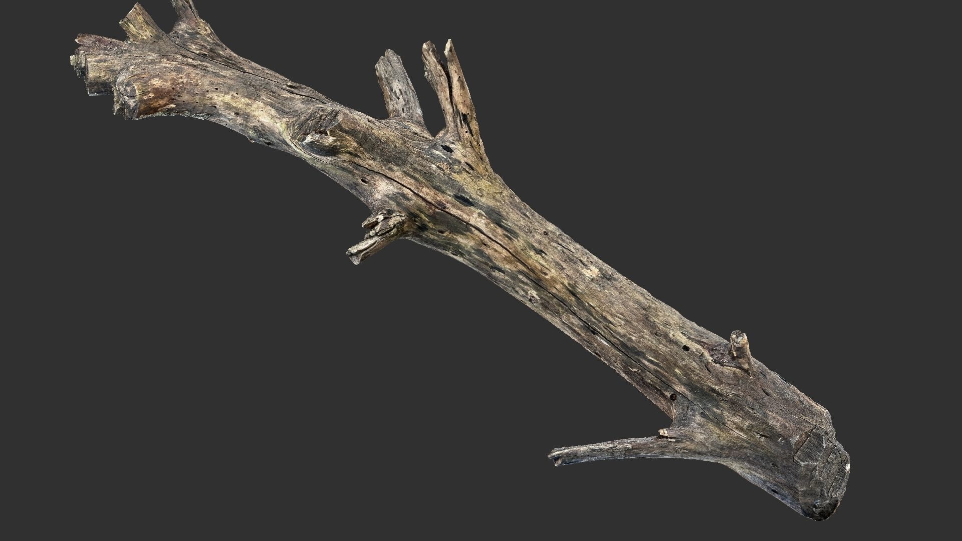 Tree trunk 3D scan 3D model_10
