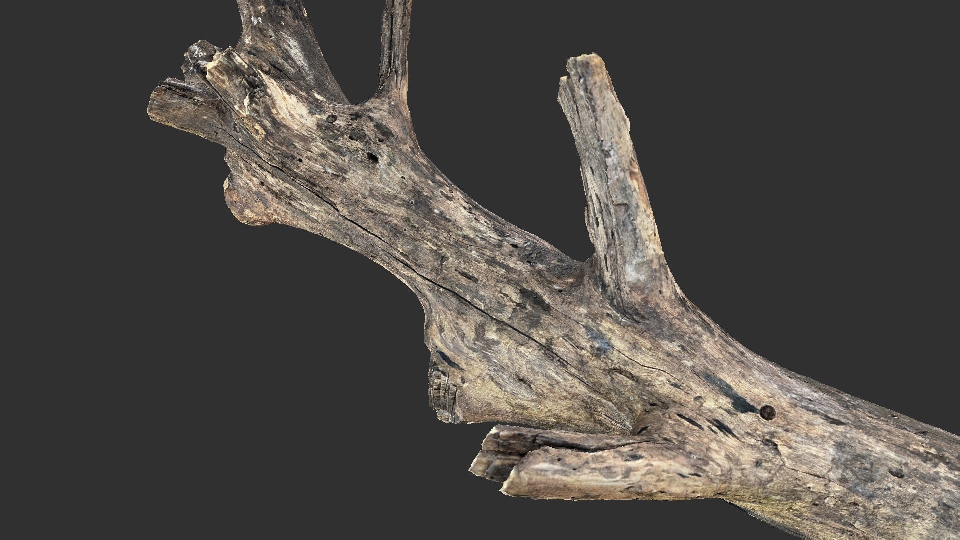 Tree trunk 3D scan 3D model_8
