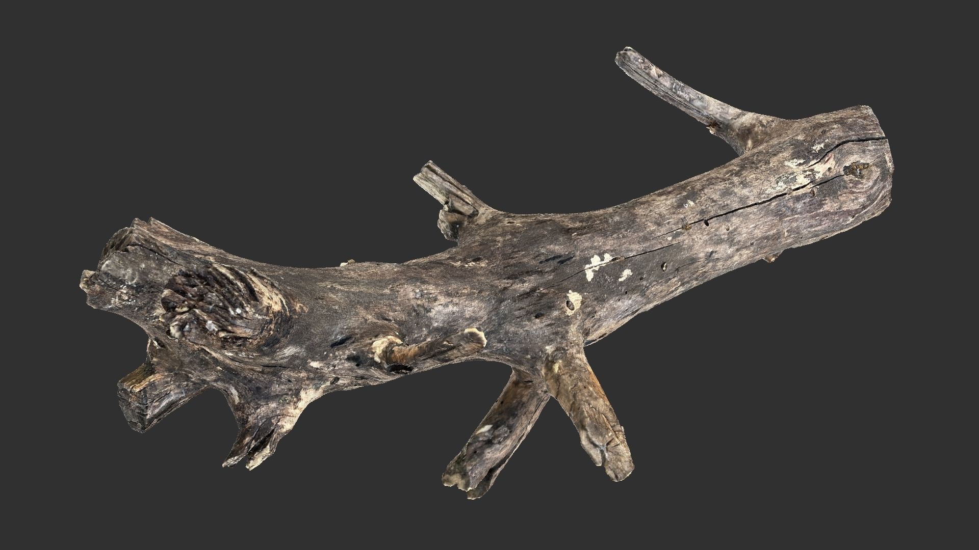 Tree trunk 3D scan 3D model_4