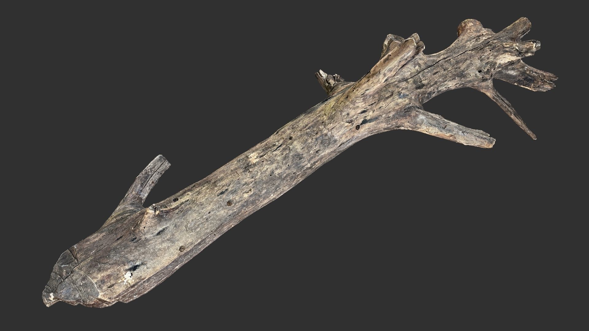 Tree trunk 3D scan 3D model_1