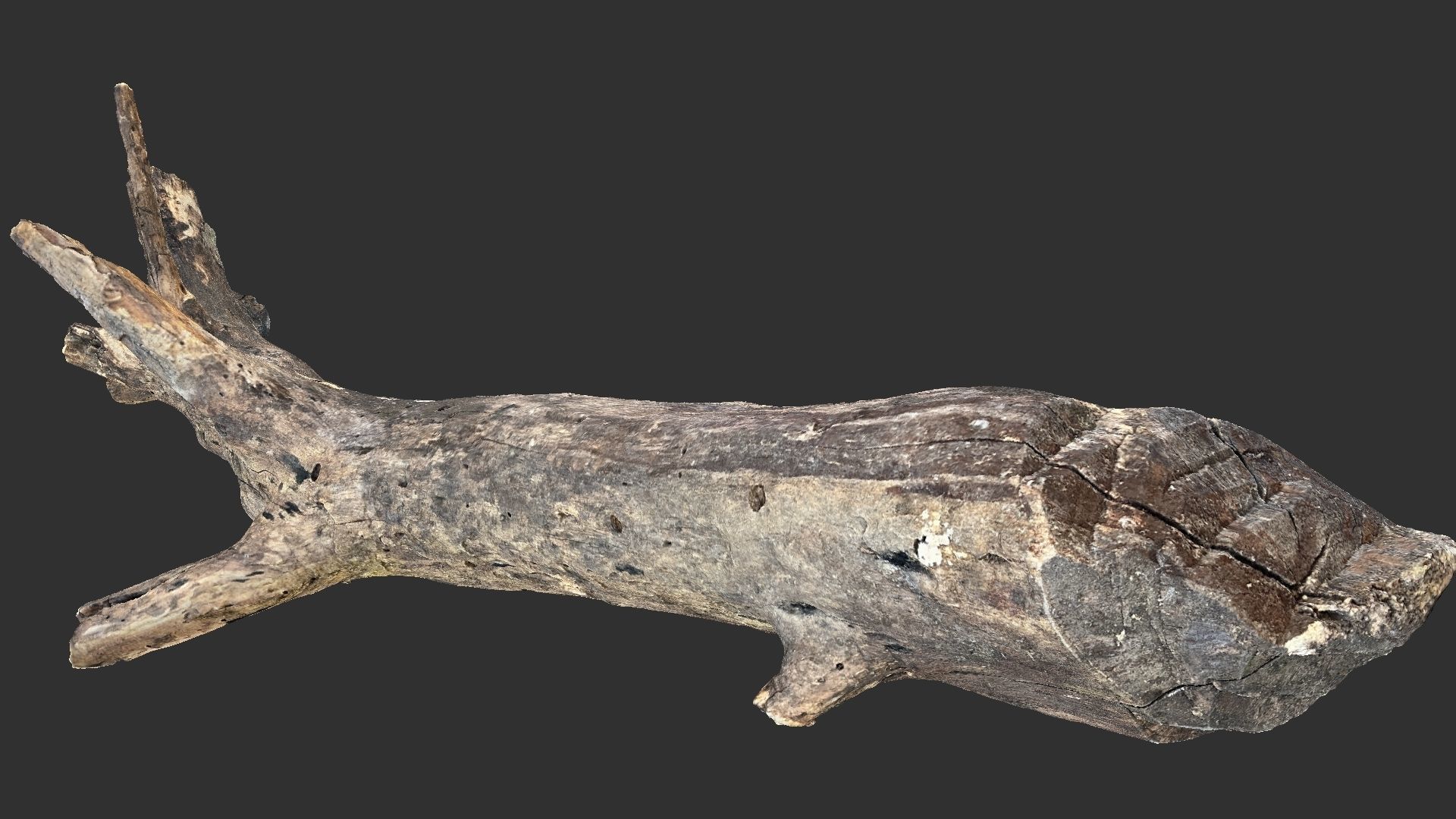 Tree trunk 3D scan 3D model_6