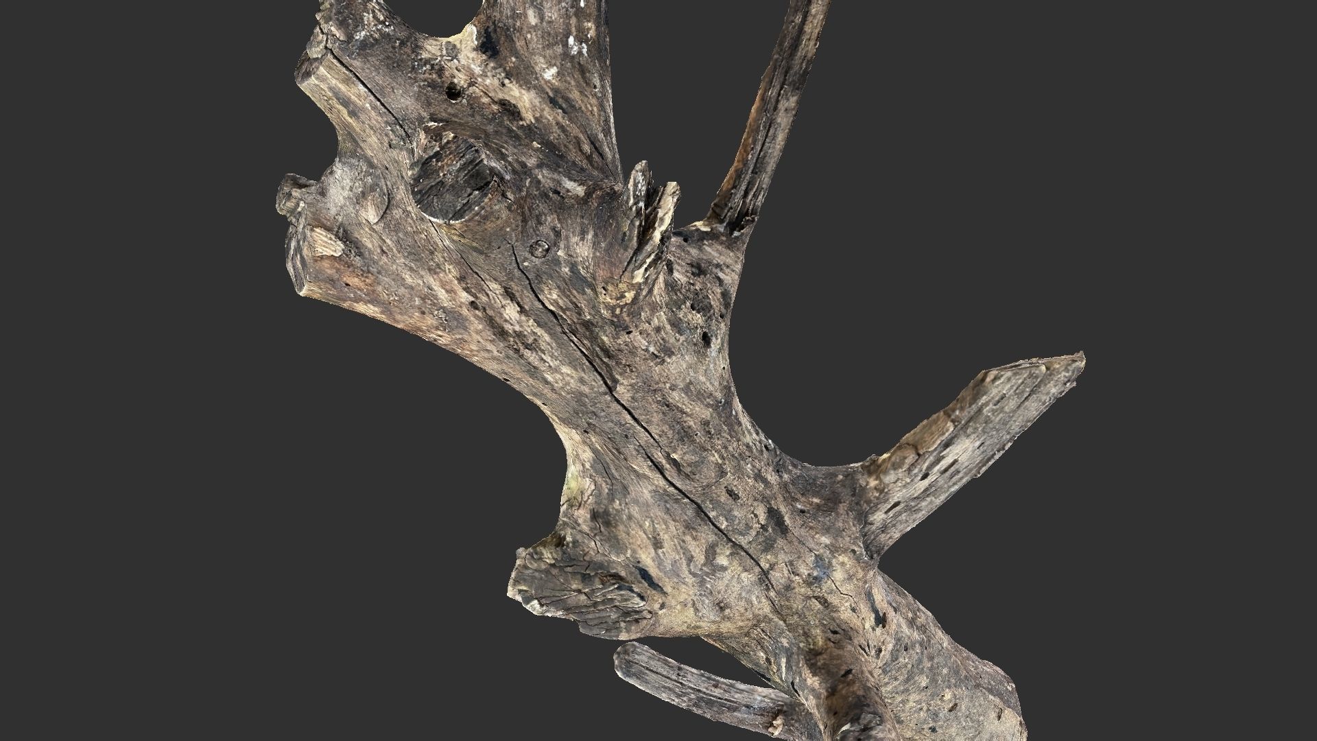 Tree trunk 3D scan 3D model_5