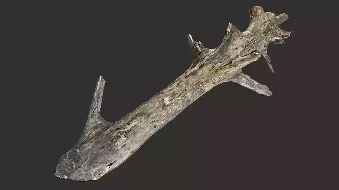 Tree trunk 3D scan