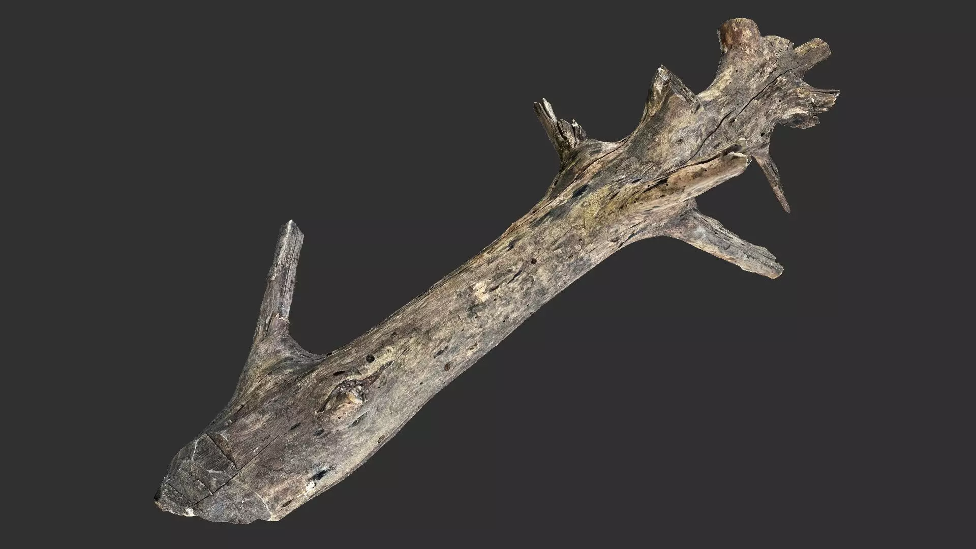 Tree trunk 3D scan 3D model_0