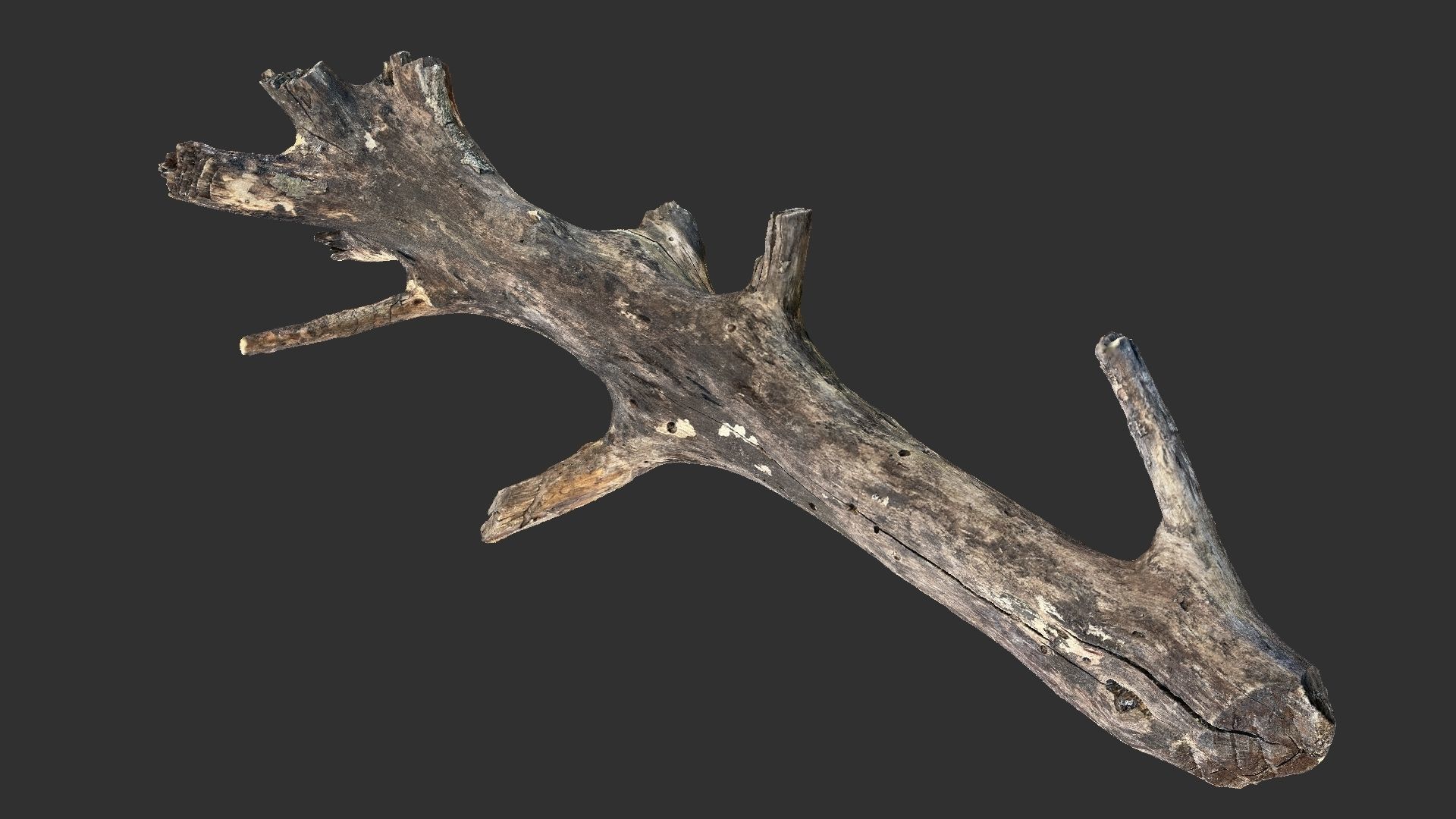 Tree trunk 3D scan 3D model_12