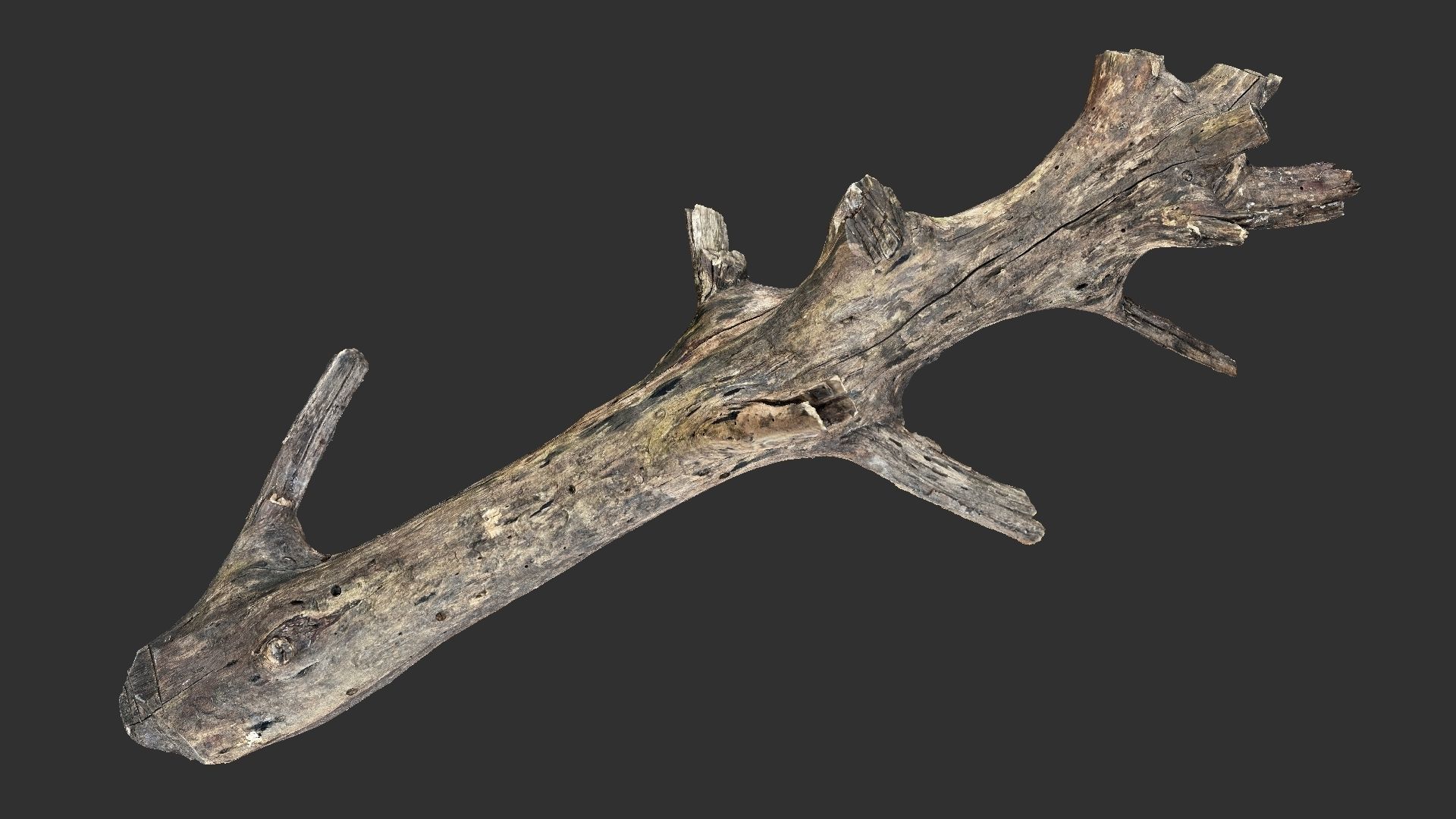 Tree trunk 3D scan 3D model_15