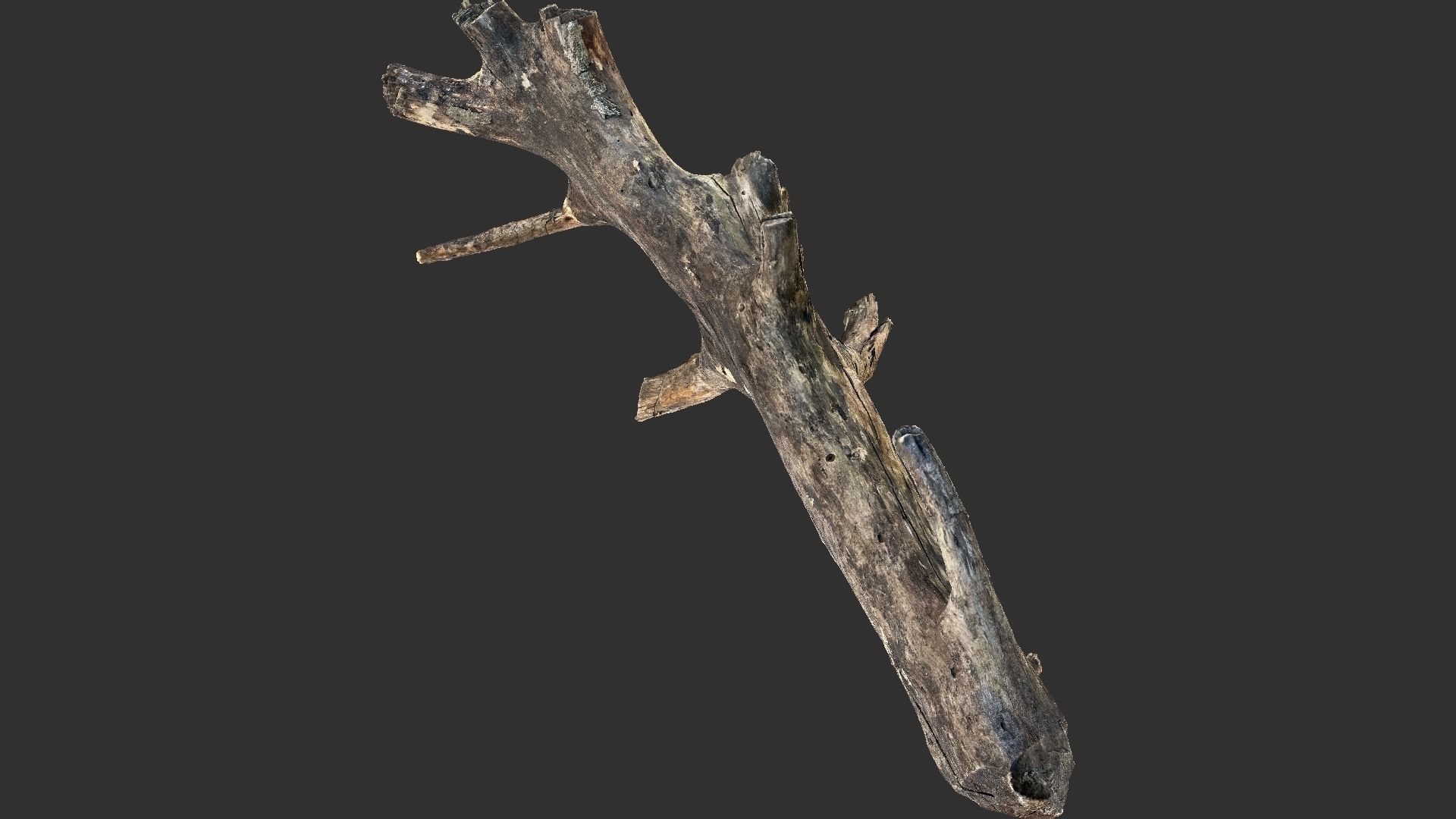Tree trunk 3D scan 3D model_11