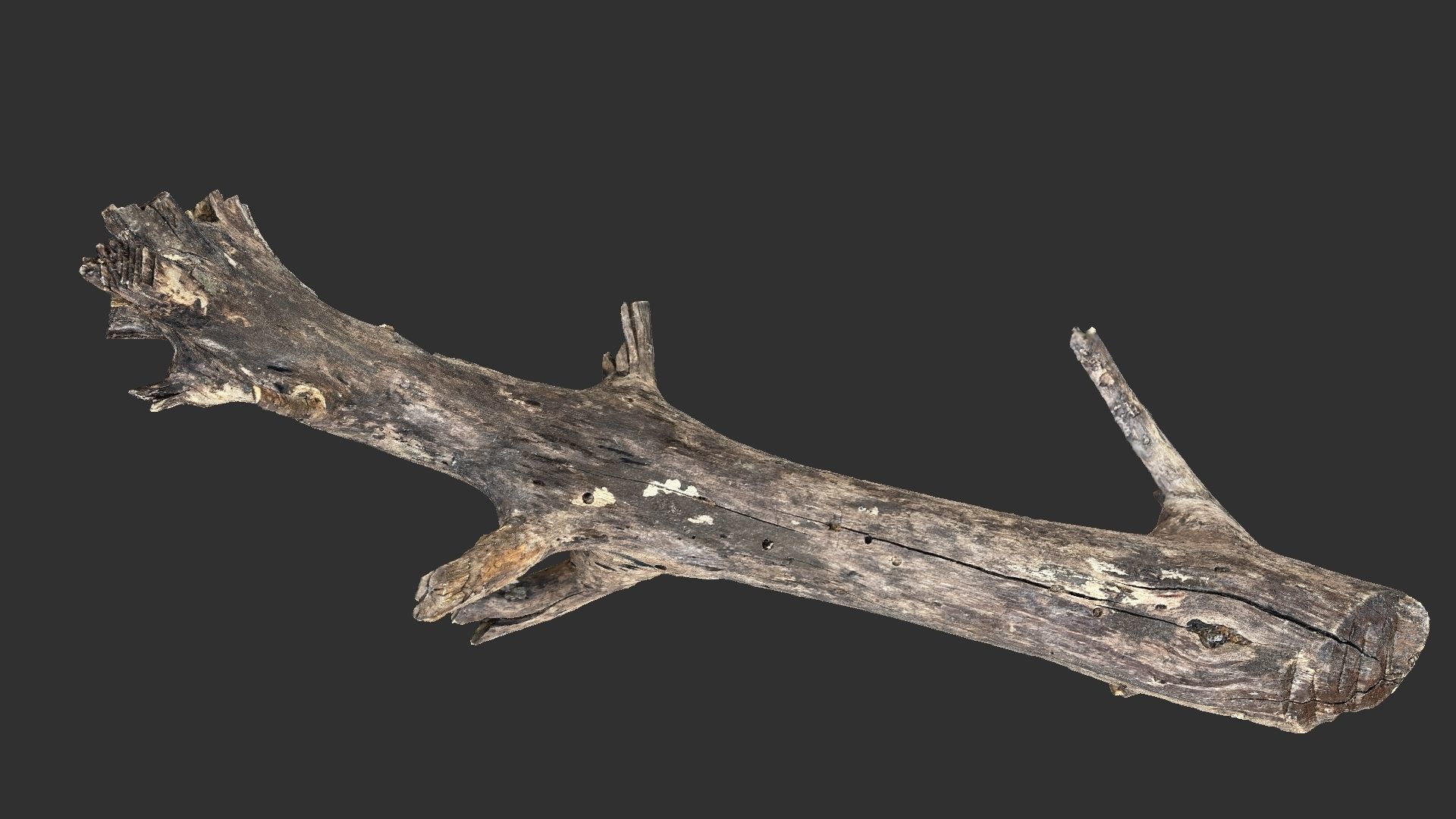 Tree trunk 3D scan 3D model_13