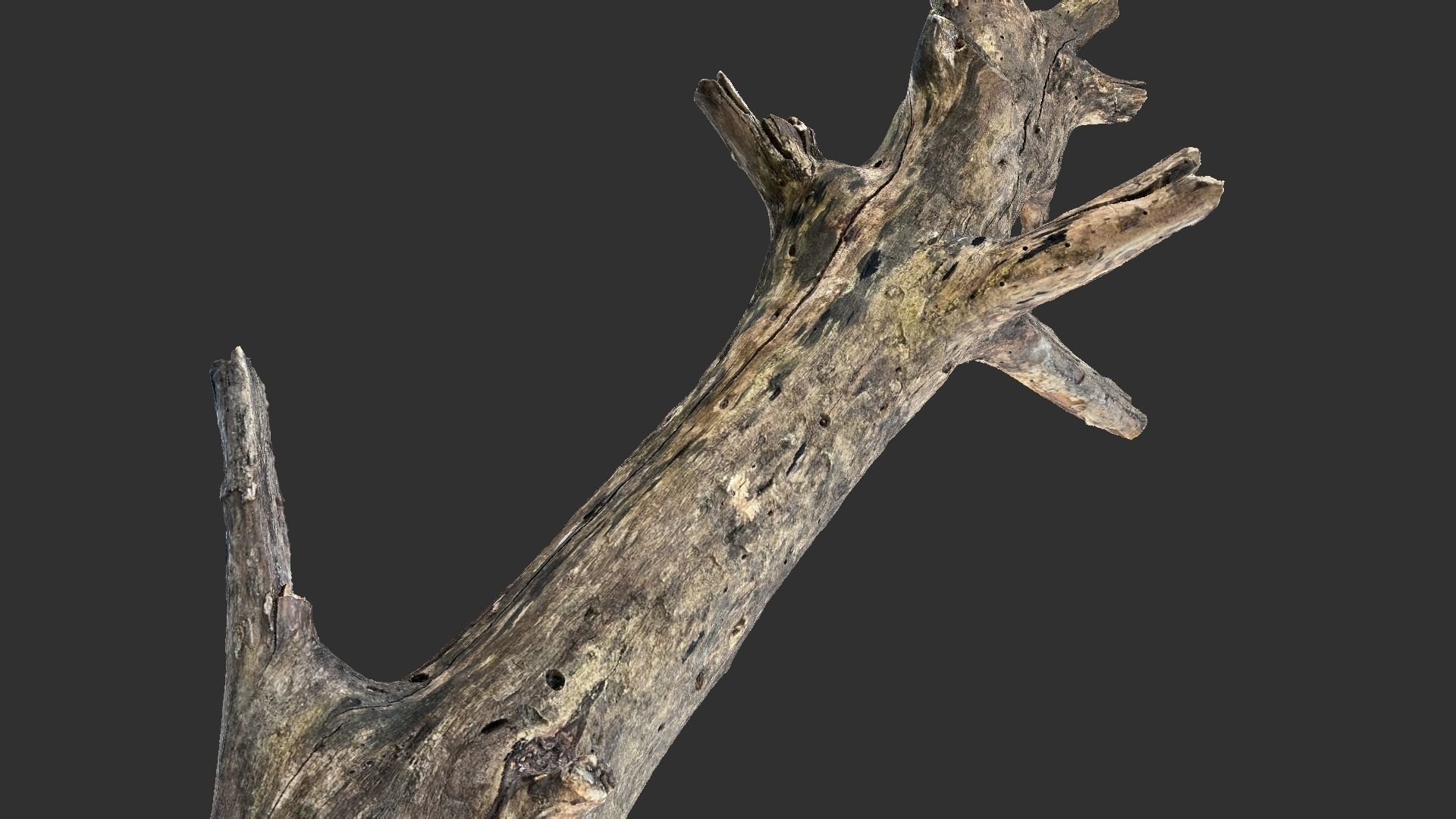 Tree trunk 3D scan 3D model_16