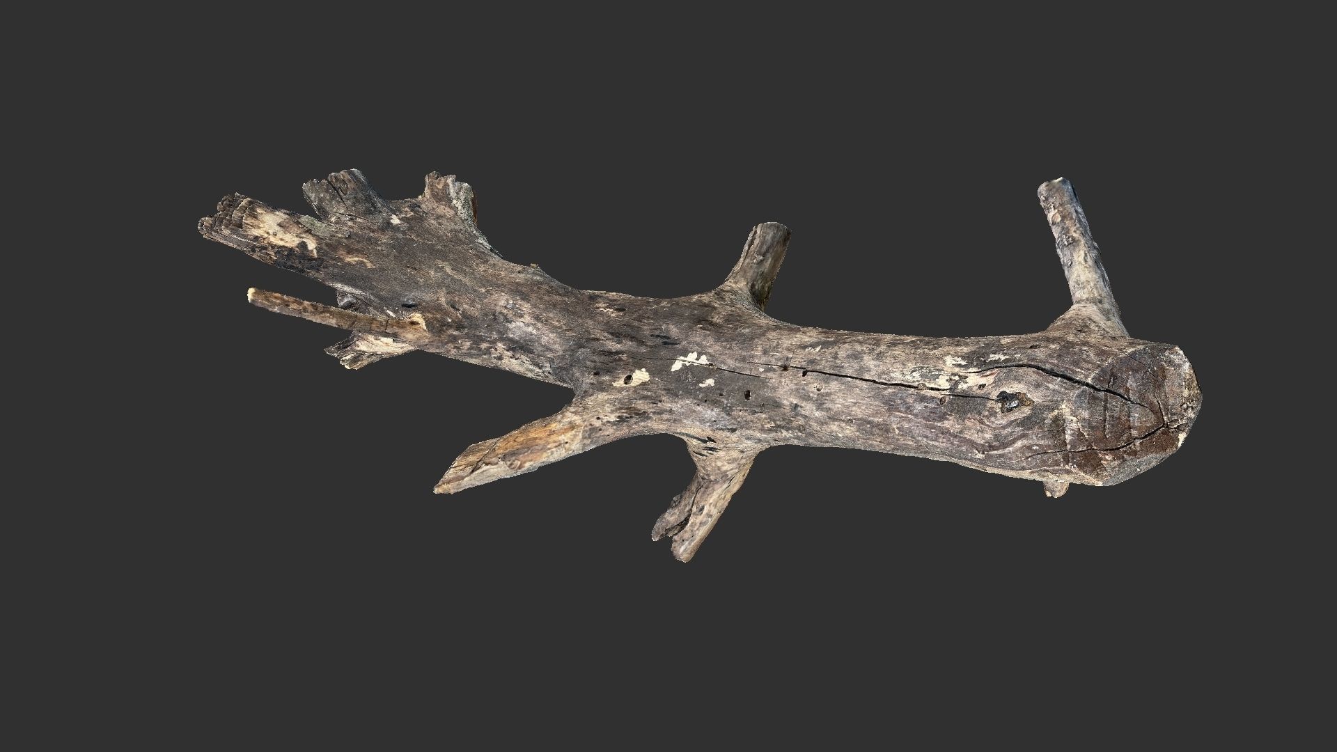 Tree trunk 3D scan 3D model_14