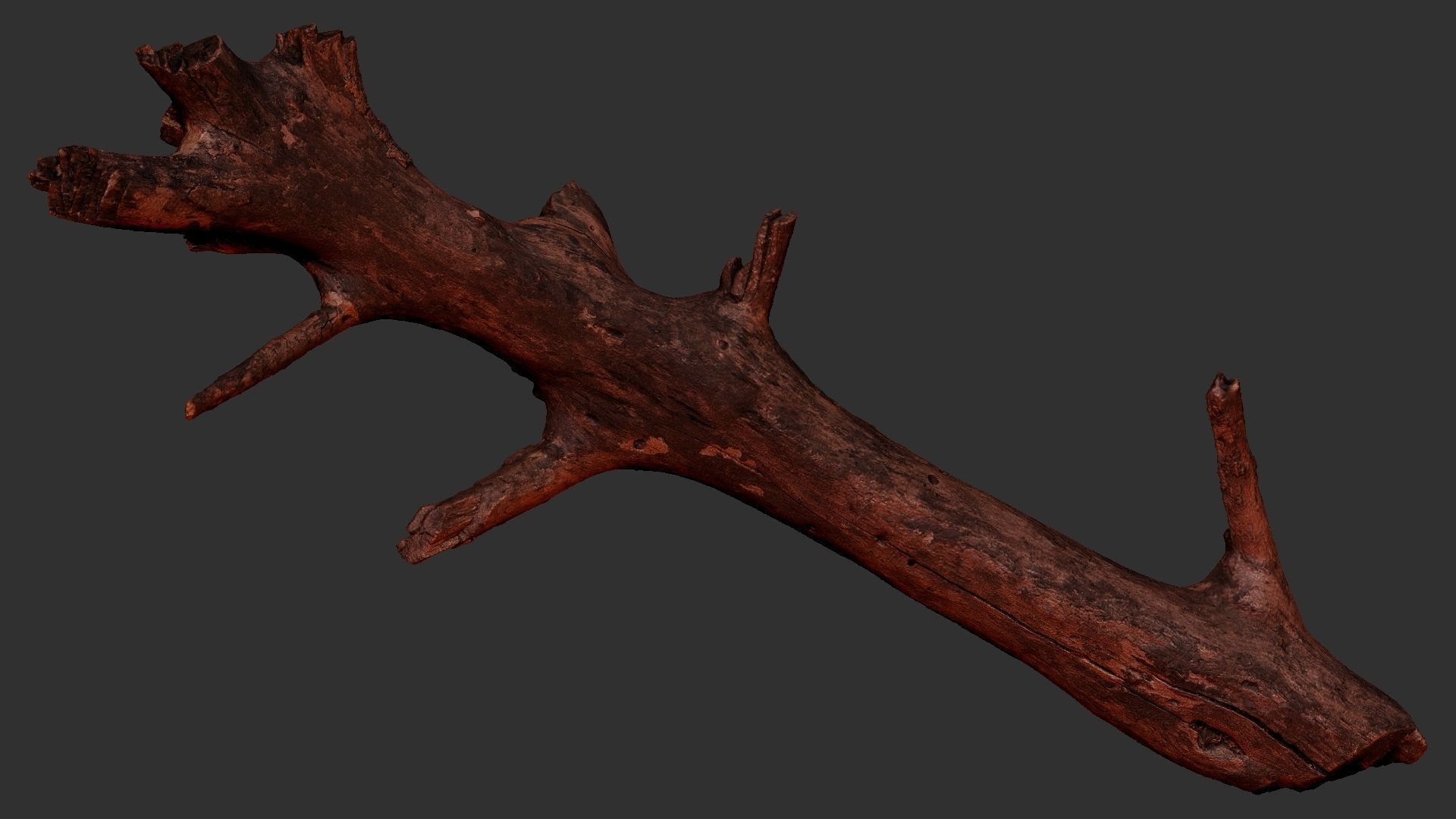 Tree trunk 3D scan 3D model_17