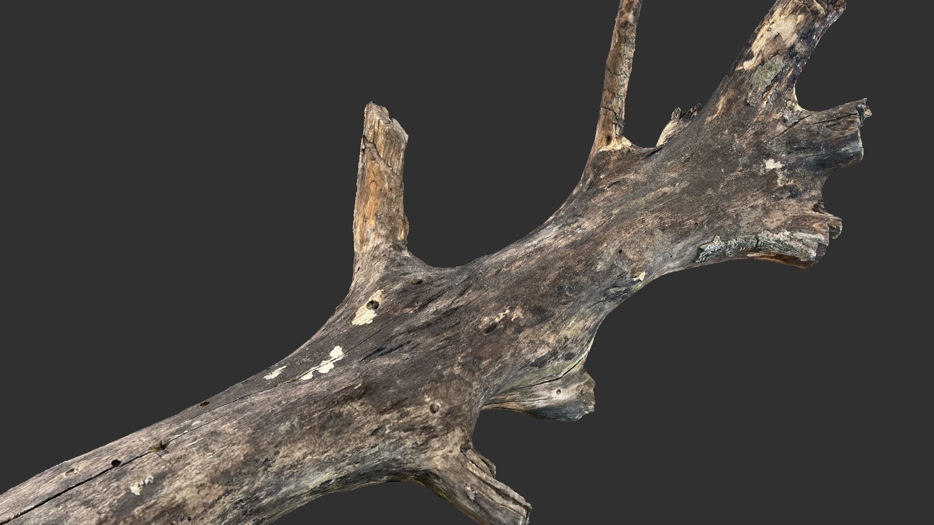 Tree trunk 3D scan 3D model_7