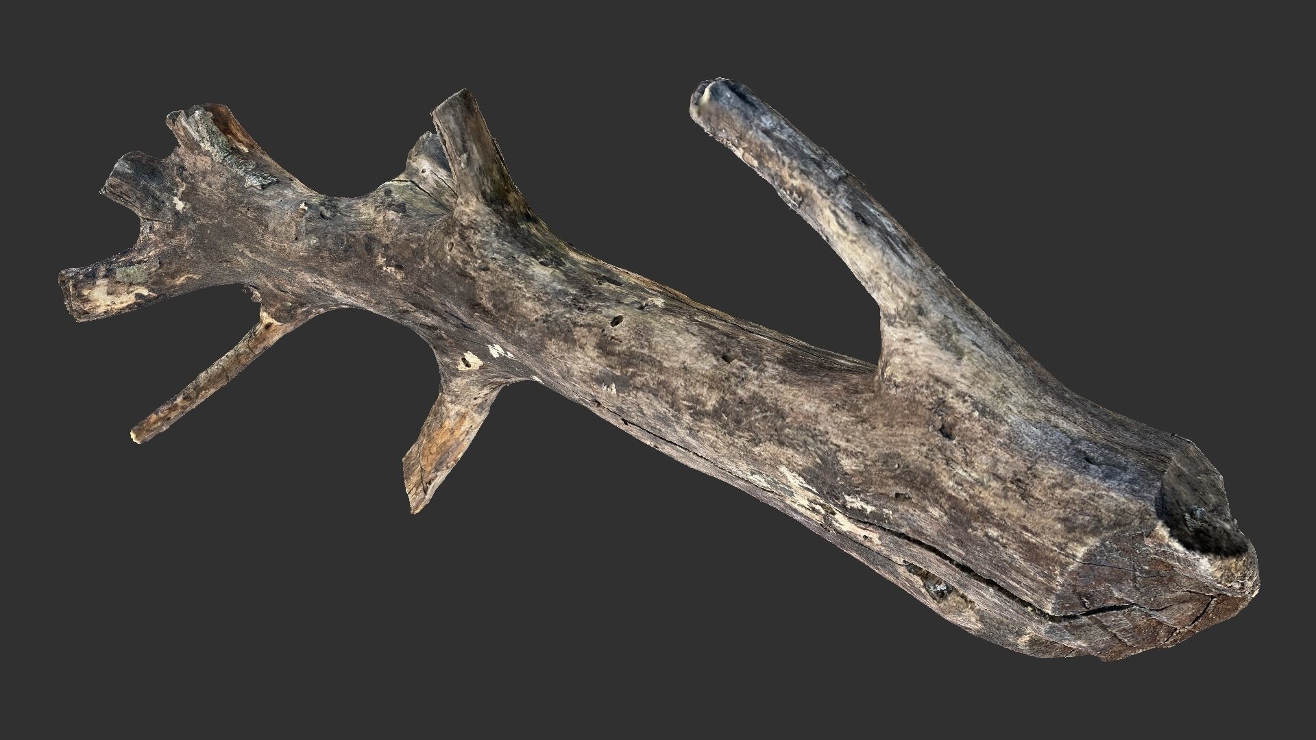 Tree trunk 3D scan 3D model_2