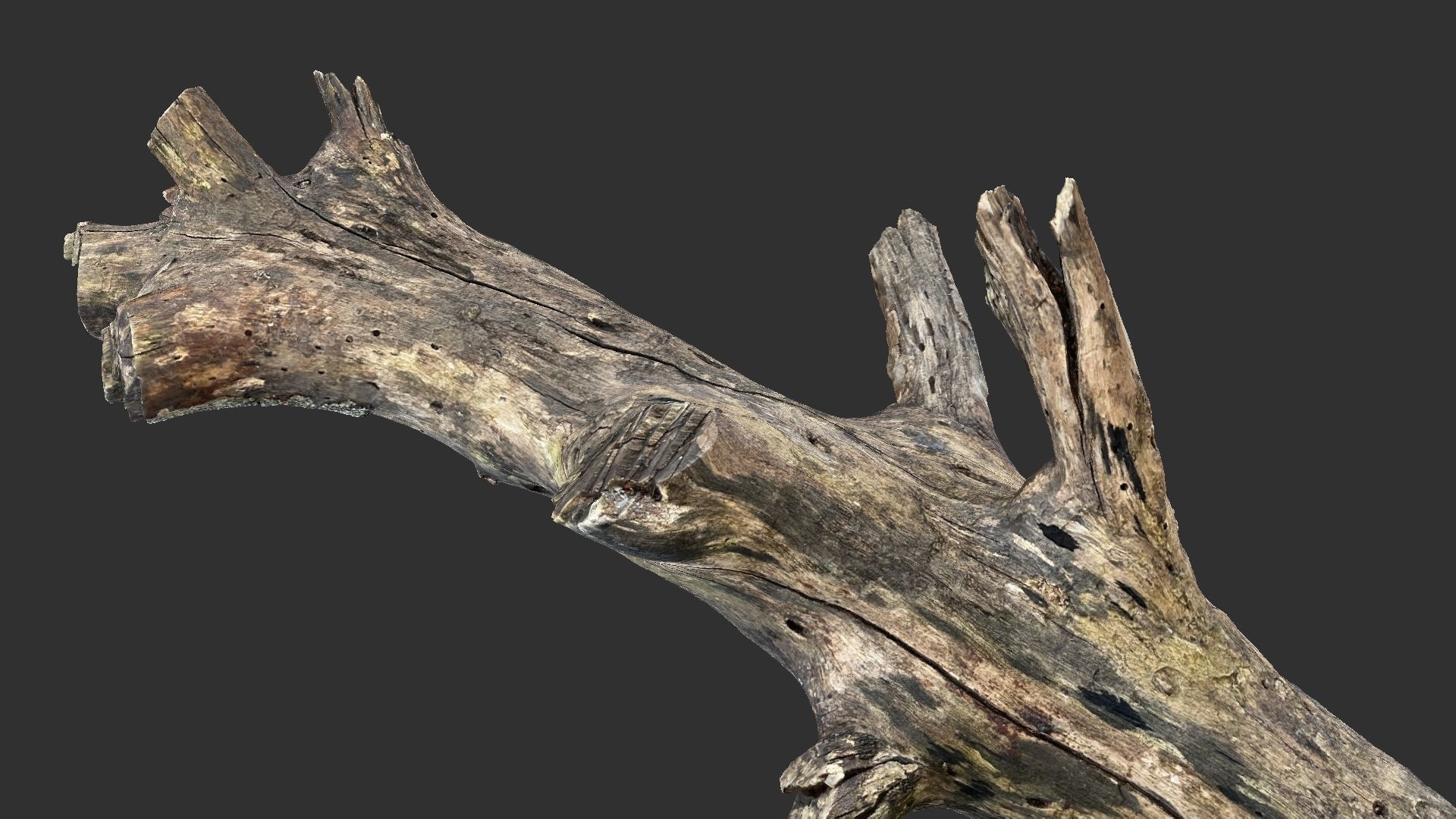 Tree trunk 3D scan 3D model_9