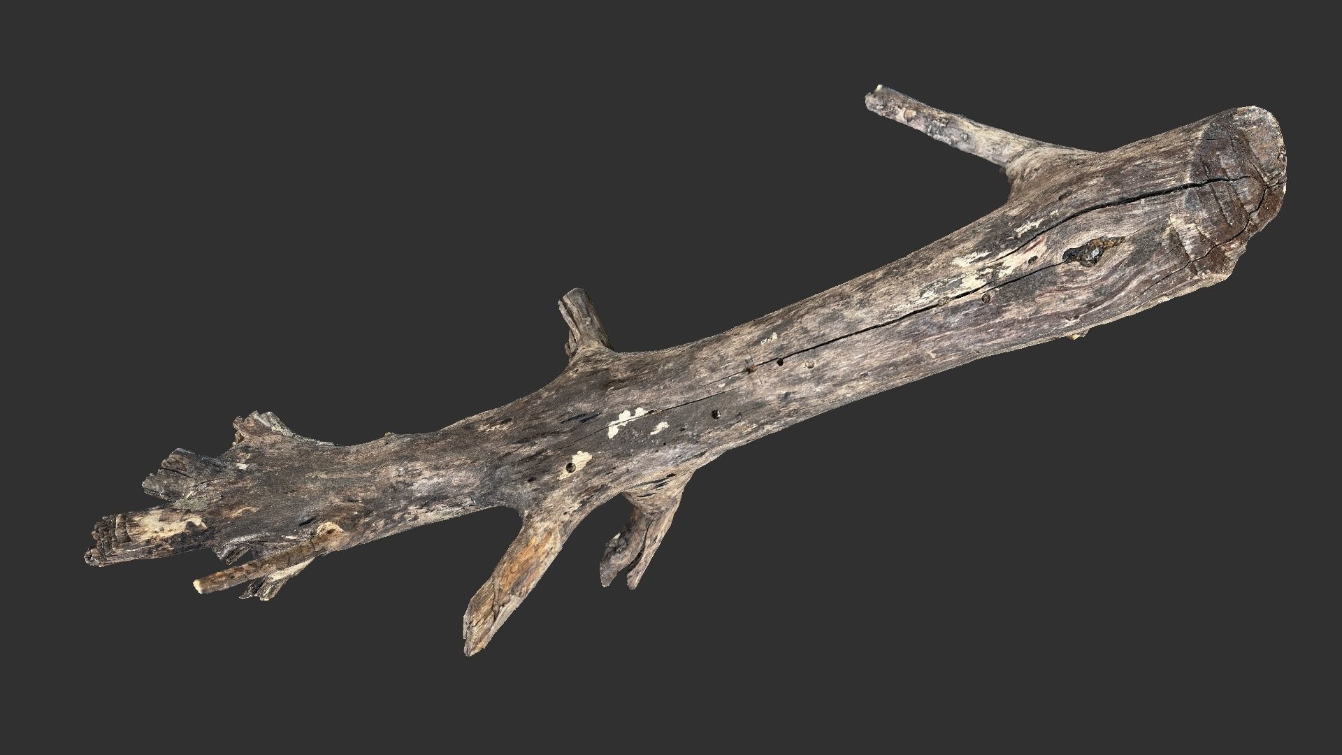 Tree trunk 3D scan 3D model_3