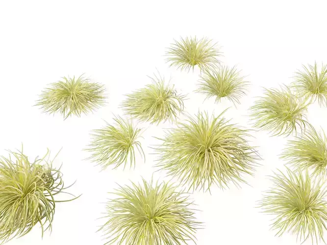 Acorus gramineus - Grassy-leaved sweet flag