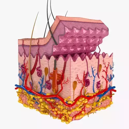 Skin Anatomy 3D model