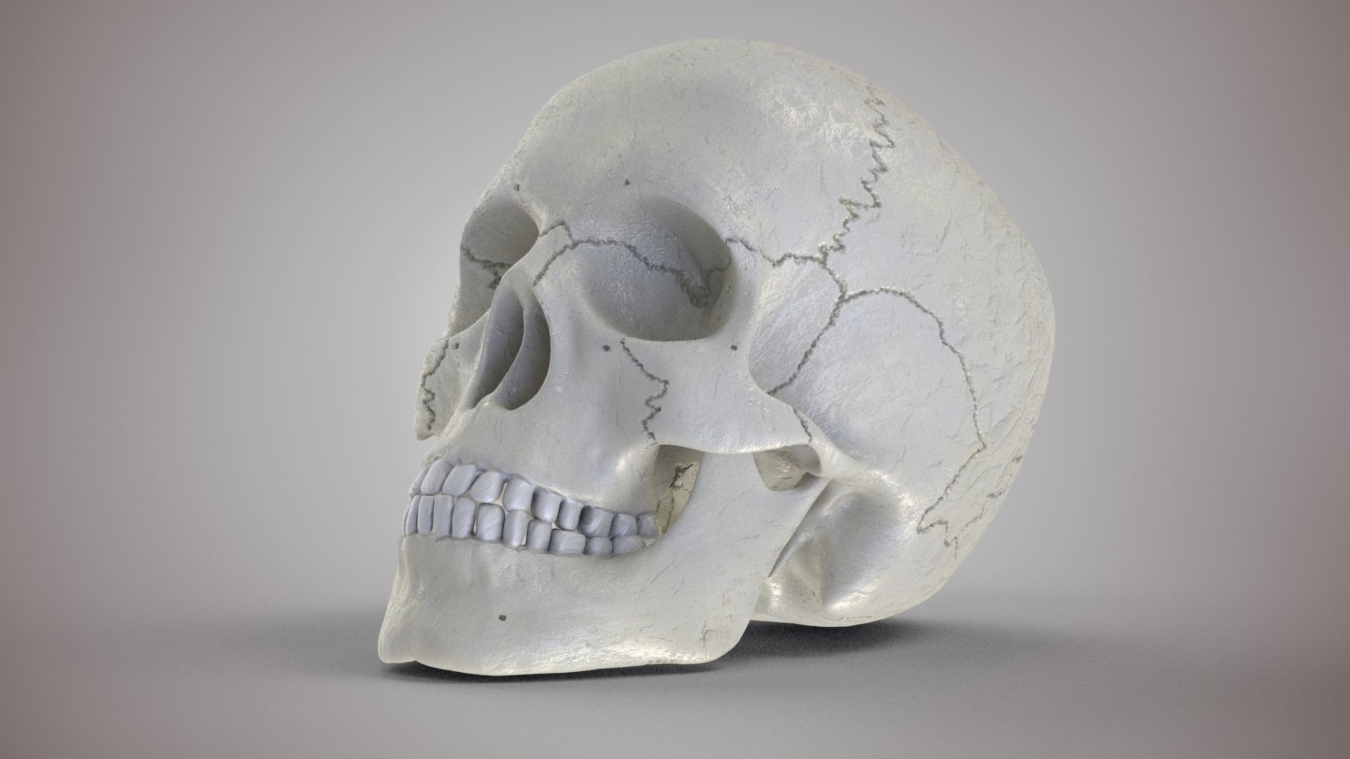 Human Skull Low-poly 3D model_2