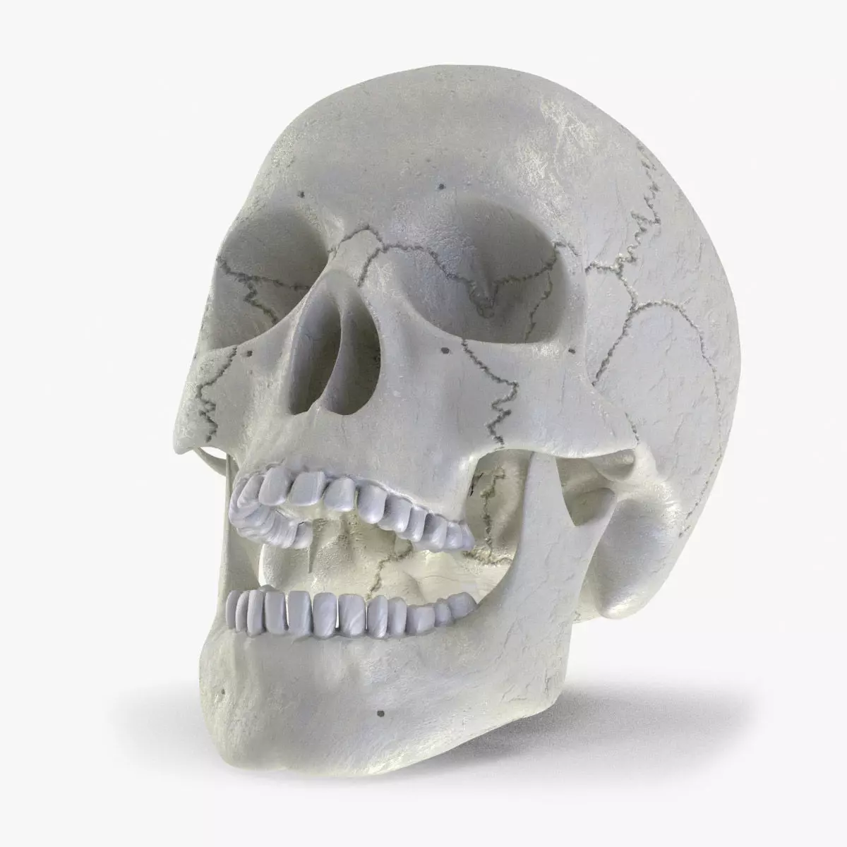 Human Skull Low-poly 3D model_0