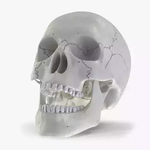 Human Skull
