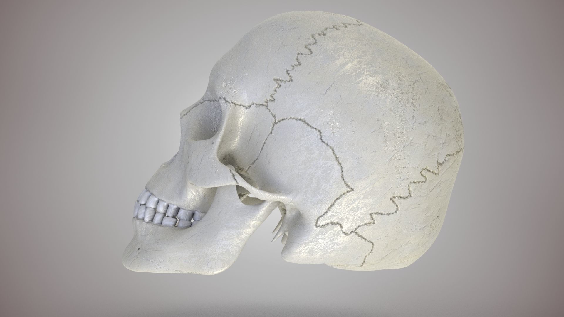 Human Skull Low-poly 3D model_4