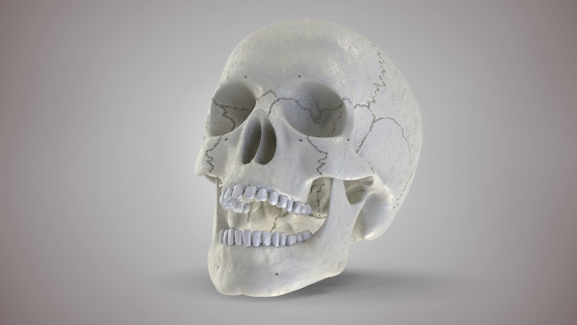 Human Skull Low-poly 3D model_3